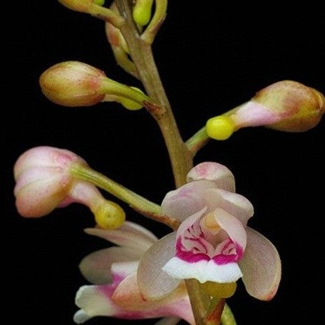 Oeceoclades monophylla × sib 1.7"
