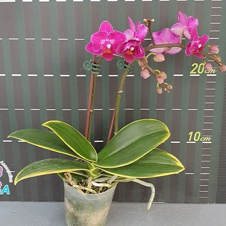 Phalaenopsis Sogo Yenlin 'Coffee' (variegata & 2 eyes) variegated 2.5"
