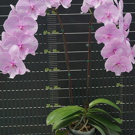 16914855371c9ac0159c94d8d0cbedc973445af2da-.webp