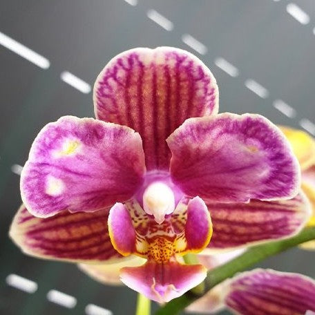 Phalaenopsis Miki Mouse (peloric) 2.5 – OrchidBox Wholesale