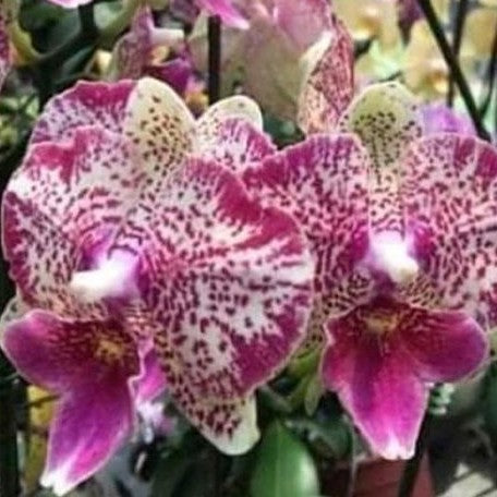 Phalaenopsis Shalu Rose × Yu Pin Fire Works 2.5"