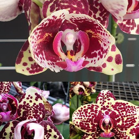 Phalaenopsis OX Diamond (peloric) 2.5"