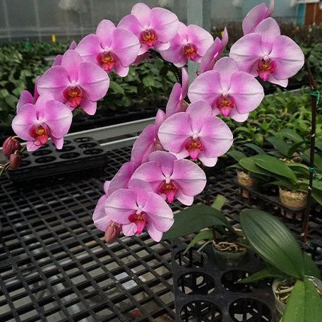Phalaenopsis Miki Pink Lady '1345' 2.5"