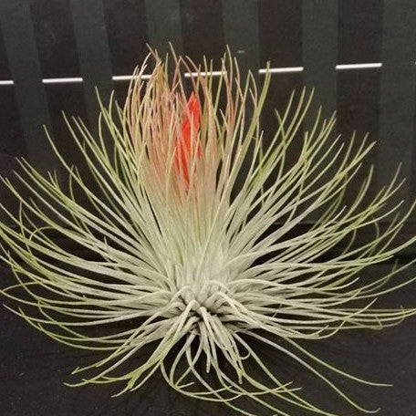 Tillandsia andreana bareroot