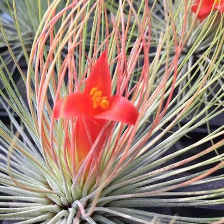 Tillandsia andreana bareroot