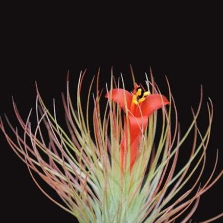 Tillandsia andreana bareroot