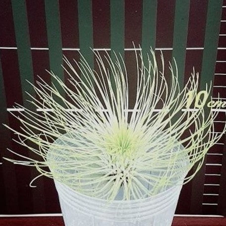 Tillandsia andreana bareroot