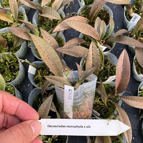 Oeceoclades monophylla × sib 1.7"