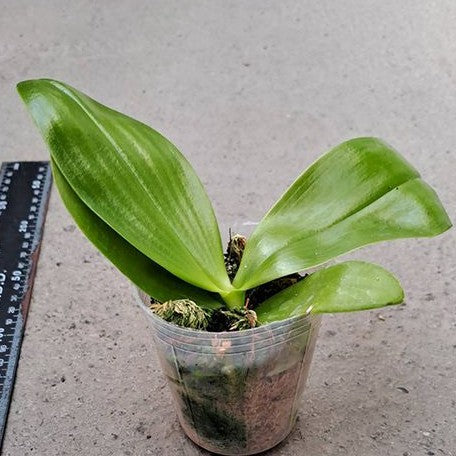 Phalaenopsis Lyndon Mix Zebra '868' 2.5" Fragrant