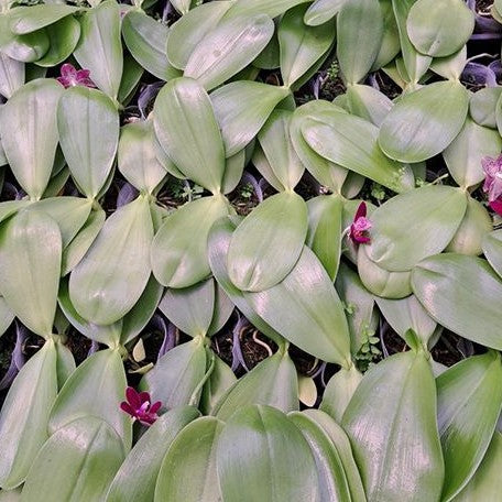 Phalaenopsis Fusheng's Super Man 2.5" Fragrant