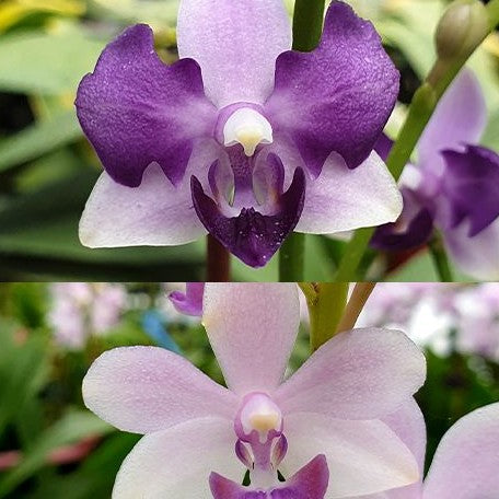 Phalaenopsis Tzu Chiang Sapphire (peloric 3 lips) 2.5"