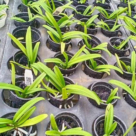 Acampe praemorsa × sib bareroot Fragrant