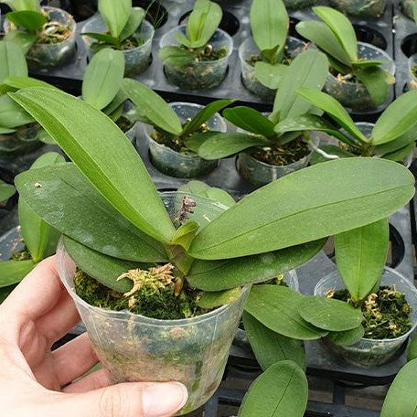 Phalaenopsis I Hsin Weston 2.5"