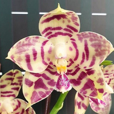 Phalaenopsis Lyndon Mix Zebra '3138' 2.5" Fragrant