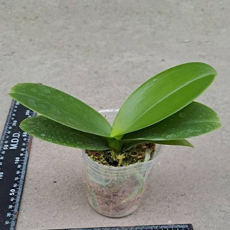 Phalaenopsis Miki Mouse (peloric) 2.5"