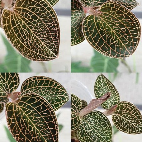 Anoectochilus roxburghii × Anoectochilus cv. ex Ukraine 2.5"