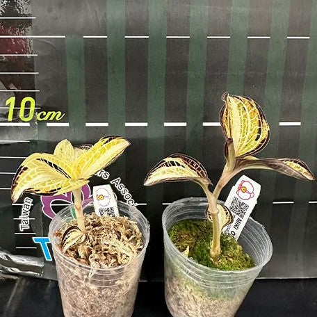 Anoectochilus siamensis 'White Center' (variegata) variegated 1.7"