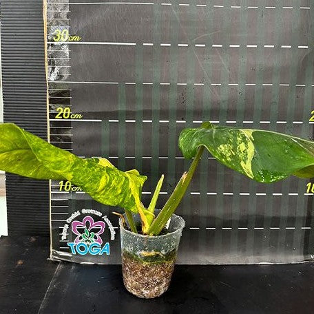 philodendron domesticum variegatum Philodendron domesticum variegata variegated 2.5" – OrchidBox Wholesale