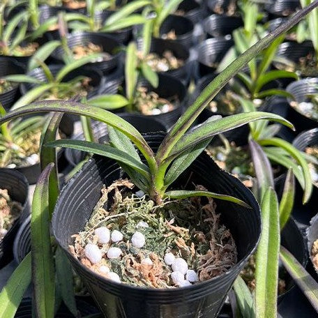 Vandachostylis Pinky 'Violet Queen' 2.5" Fragrant