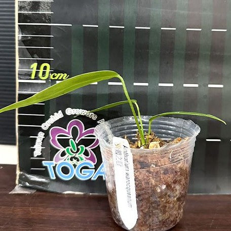 anthurium warocqueanum potting mix Anthurium warocqueanum 2.5" – OrchidBox Wholesale