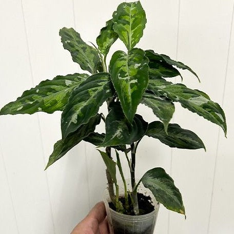 aglaonema pictum Aglaonema pictum tricolor variegated 2.5" – OrchidBox Wholesale