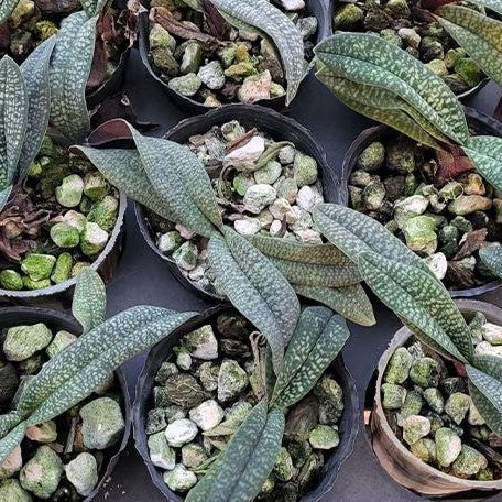 Paphiopedilum micranthum var. eburneum × sib 2.5"