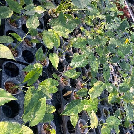 Alocasia odora 'Aurea Variegata' variegated 2.5"