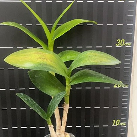 Dendrobium Burana Emerald 2.8