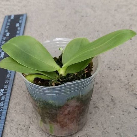 Phalaenopsis Conny's Sunshine Jewel '669' 2.5" Fragrant
