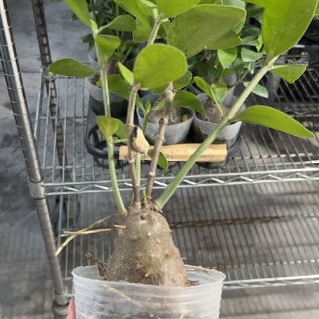 Hydnophytum moseleyanum 3.5"