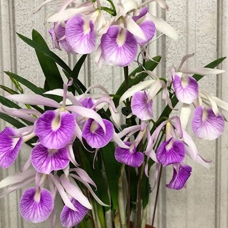 Brassocattleya Morning Glory 'Valentine Kiss' 2.5