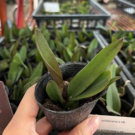 Cattleya schilleriana × sib 2.5" Fragrant *On Hand*