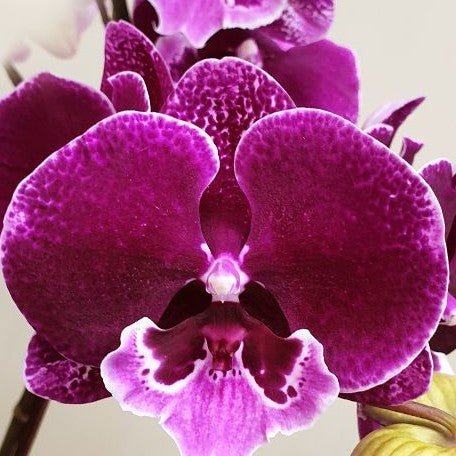 Phalaenopsis Miki Dancer '56' 2.5"