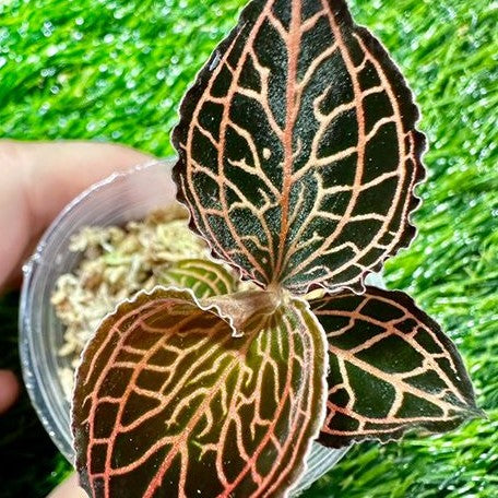 Anoectochilus albolineatus 'Lady's Best Friend' 1.7