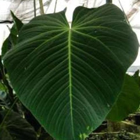 anthurium metallicum aff Anthurium angamarcanum 2.5" – OrchidBox Wholesale