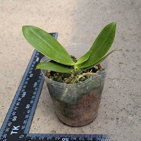 Phalaenopsis bellina var. alba × sib 2.5" Fragrant