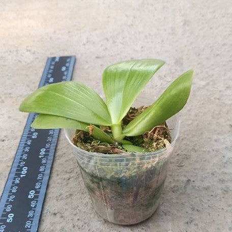 Phalaenopsis Lyndon Mix Zebra 'Treasure' 2.5" Fragrant