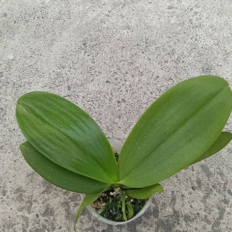 Phalaenopsis David Lim 2.5"