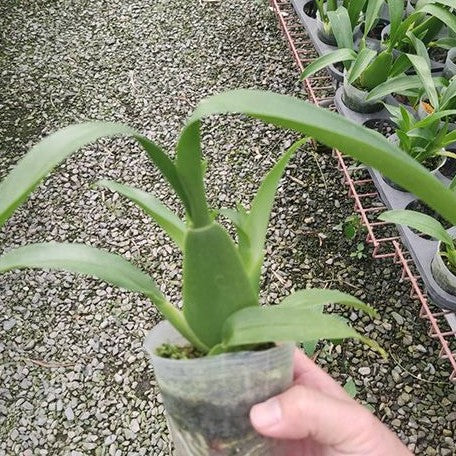 Brassia gireoudiana 3.0"