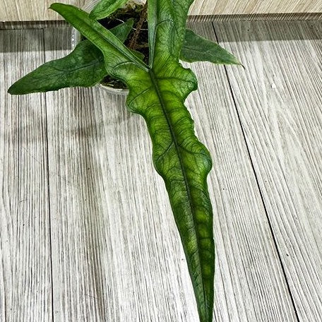 1713422304da4fb5c6e93e74d3df8527599fa62642-.webp
