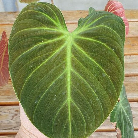 Philodendron rubrijuvenile 2.5