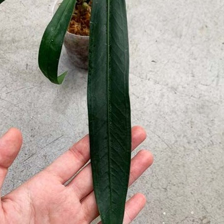 anthurium pendens Anthurium type pendens JA 2.5" *On Hand* – OrchidBox Wholesale
