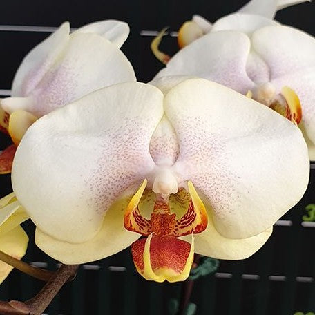 みきブーケ Phalaenopsis (Miki Pink Lady × Miki Galaxy) '3099' 2.5