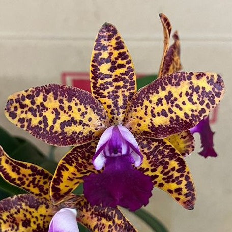 Cattleya Leopard Lou 'Satay' 2.5
