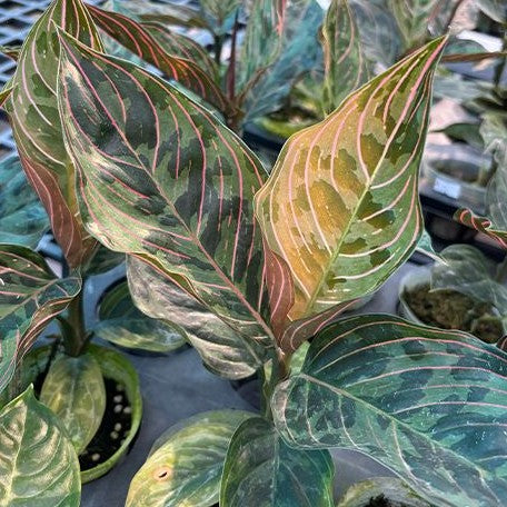 aglaonema red army Aglaonema Red Army variegated 2.5" – OrchidBox Wholesale