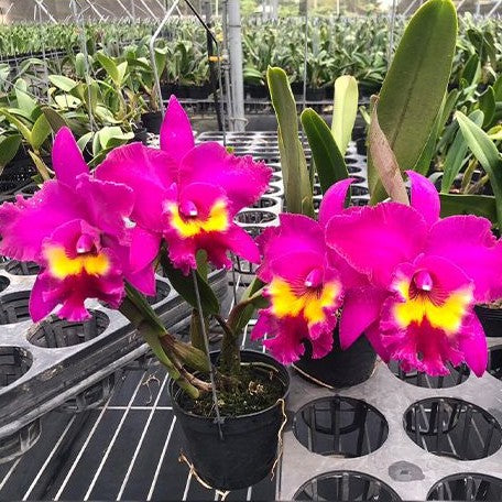 Rhyncholaeliocattleya Village Chief Tearoom 'New Taiwan' 4.0