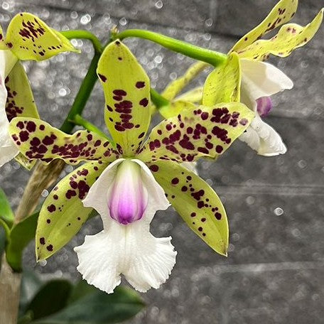 jade dragon plant Cattleya YNS Green Leopard 'Jade Dragon' 2.5" Fragrant – OrchidBox Wholesale