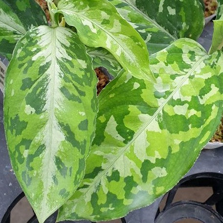 Aglaonema pictum tricolor variegated 2.5