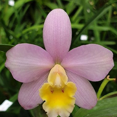 Sophrocattleya Crystelle Smith 'N.R' HCC/AOS 2.5 Sophrocattleya Crystelle Smith 'N.R' HCC/AOS 2.5