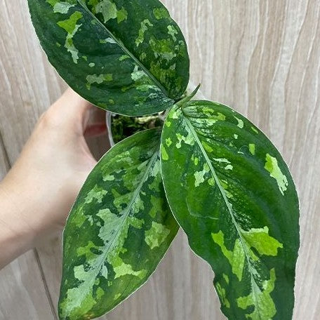aglaonema tri pictum tricolor Aglaonema pictum tricolor (wide) variegated 2.5" – OrchidBox Wholesale